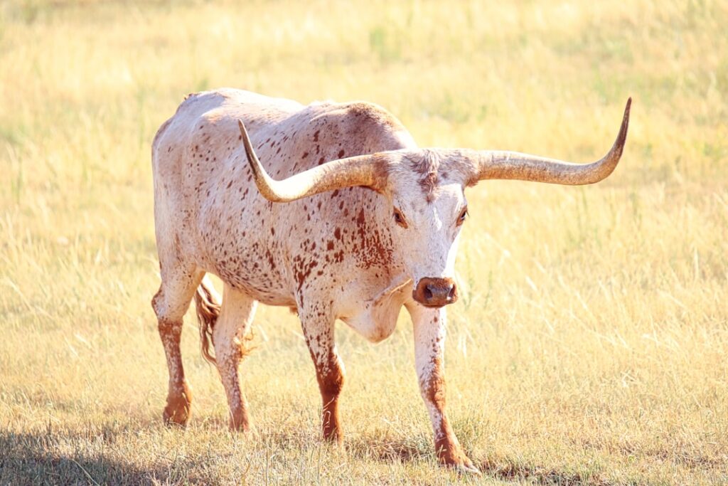 Photo bull riding